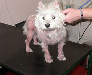 Westie itchy sale skin remedy